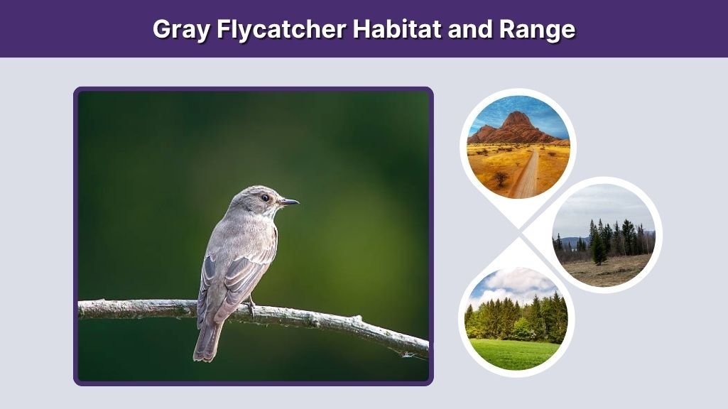 Gray Flycatcher Habitat and Range