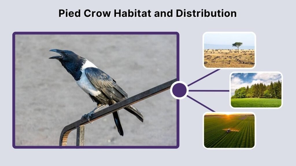 Pied Crow Habitat and Distribution