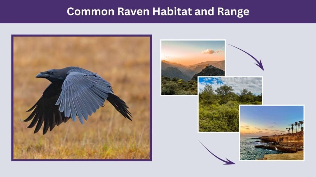 Common Raven Habitat and Range