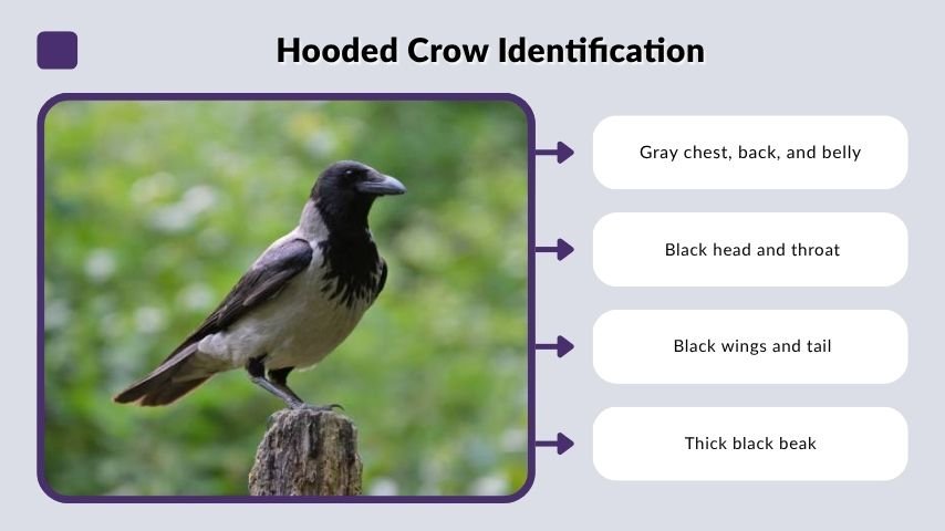 Hooded Crow Identification