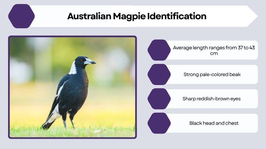 Australian Magpie Identification