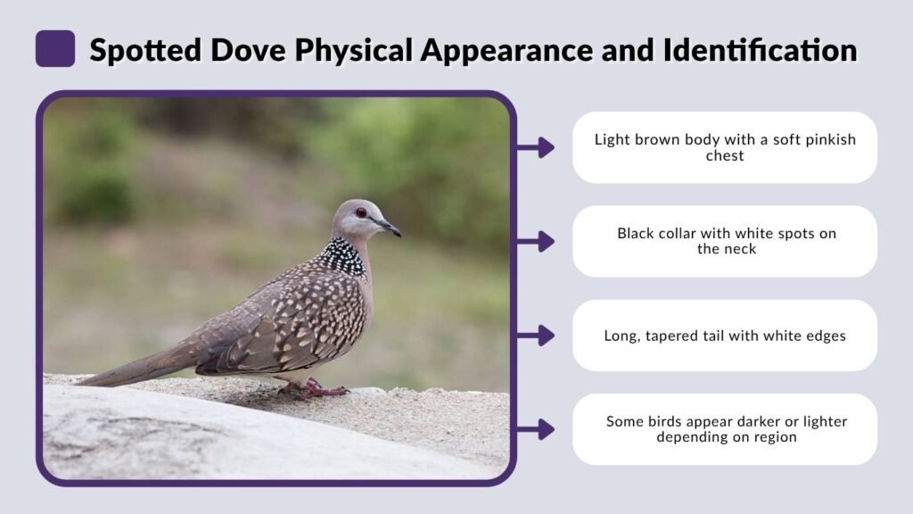 Spotted Dove Physical Appearance and Identification