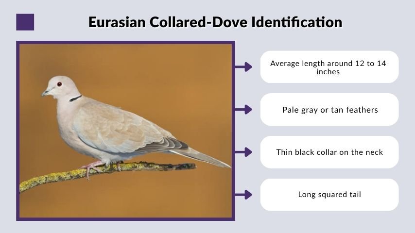 Eurasian Collared-Dove Identification