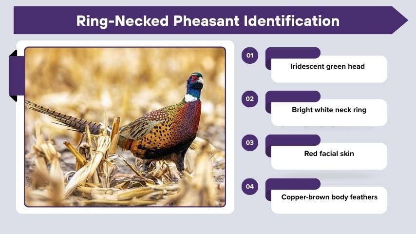Ring-Necked Pheasant Identification