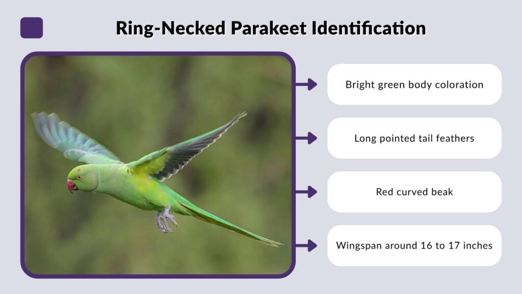 Ring-Necked Parakeet Identification