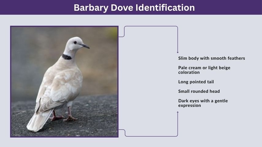 Barbary Dove Identification