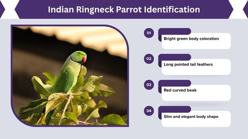 Indian Ringneck Parrot Identification