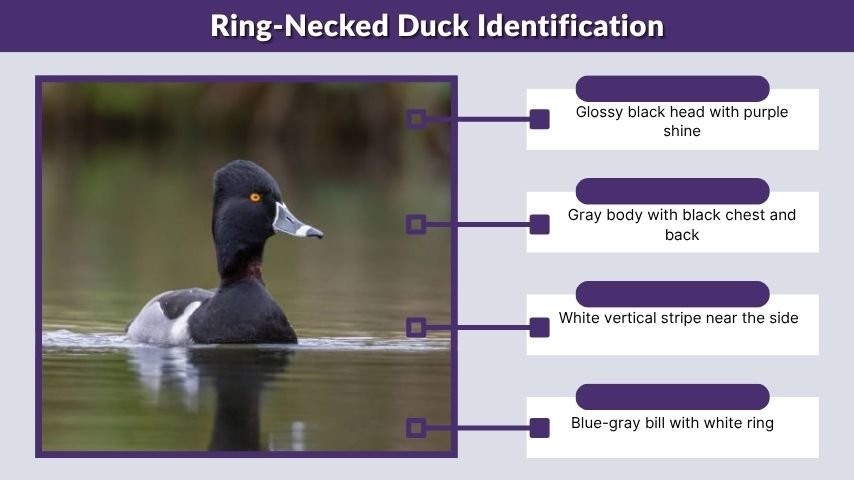 Ring-Necked Duck Identification
