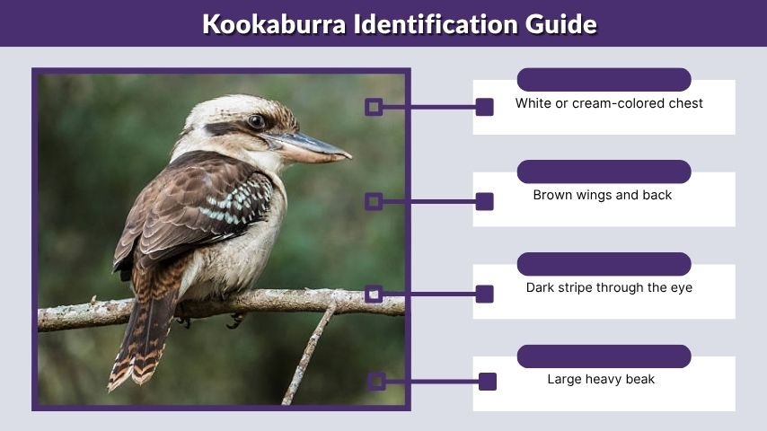 Kookaburra Identification Guide