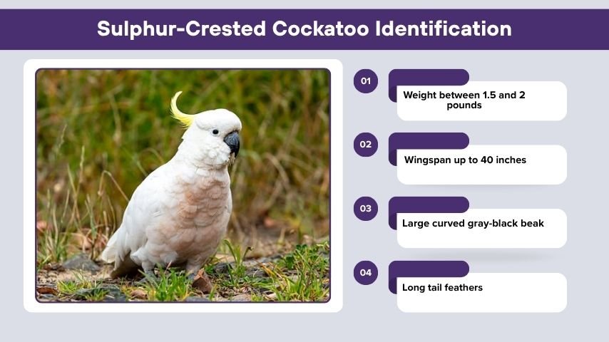Sulphur-Crested Cockatoo Identification