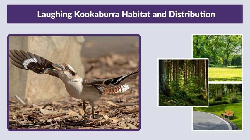 Laughing Kookaburra Habitat and Distribution