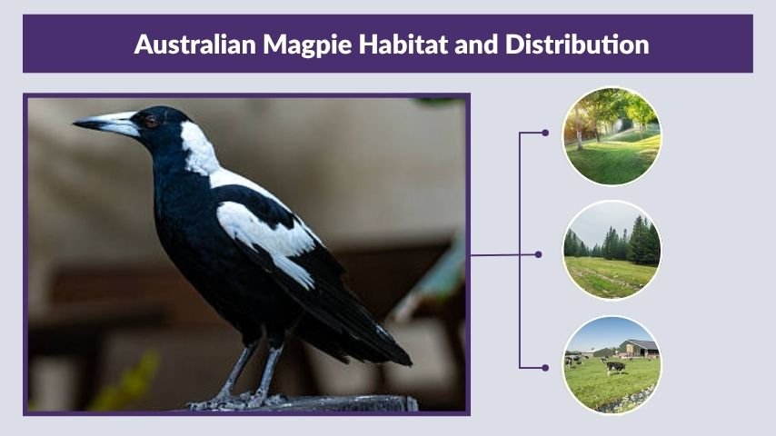 Australian Magpie Habitat and Distribution