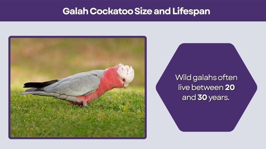 Galah Cockatoo Size and Lifespan