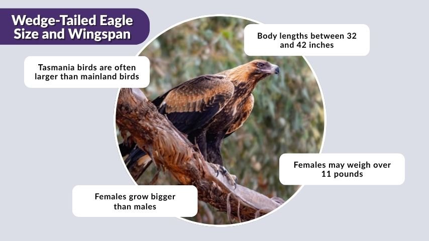 Wedge-Tailed Eagle Size and Wingspan