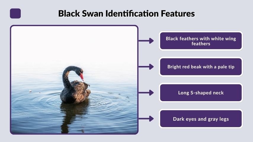 Black Swan Identification Features