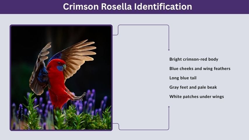 Crimson Rosella Identification