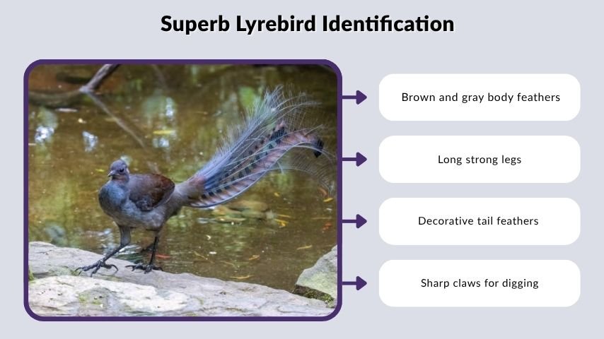 Superb Lyrebird Identification