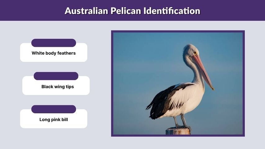 Australian Pelican Identification