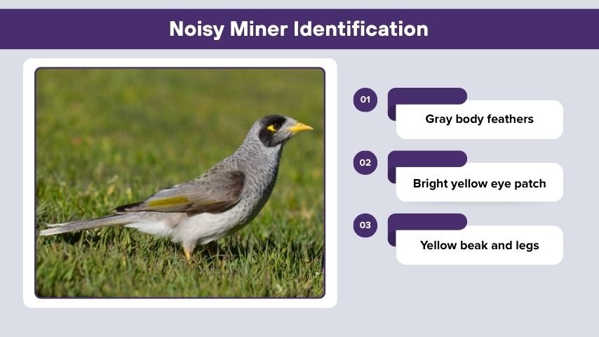 Noisy Miner Identification