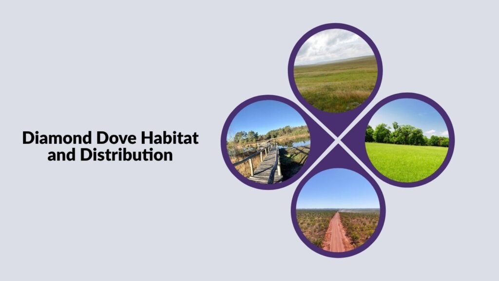 Diamond Dove Habitat and Distribution