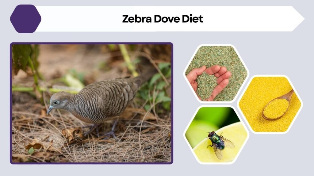 Zebra Dove Diet