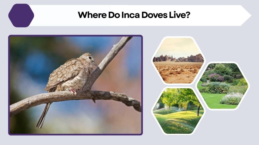Where Do Inca Doves Live?