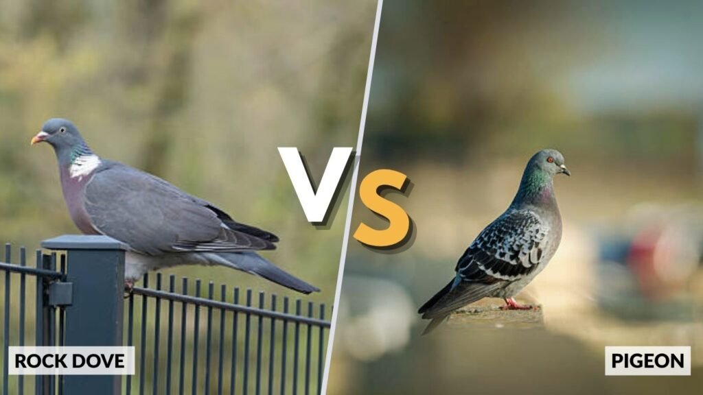 Rock Dove vs Pigeon