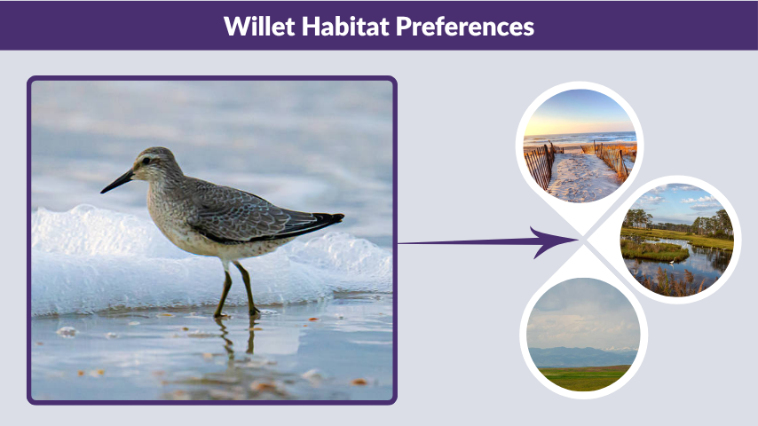 Willet Habitat Preferences