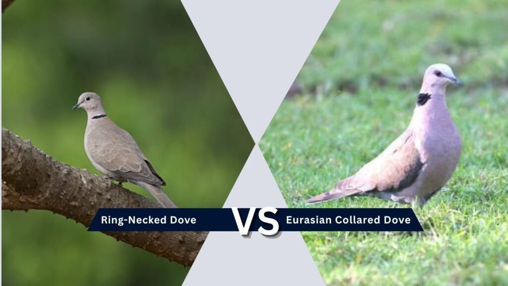 Ring-Necked Dove vs Eurasian Collared Dove