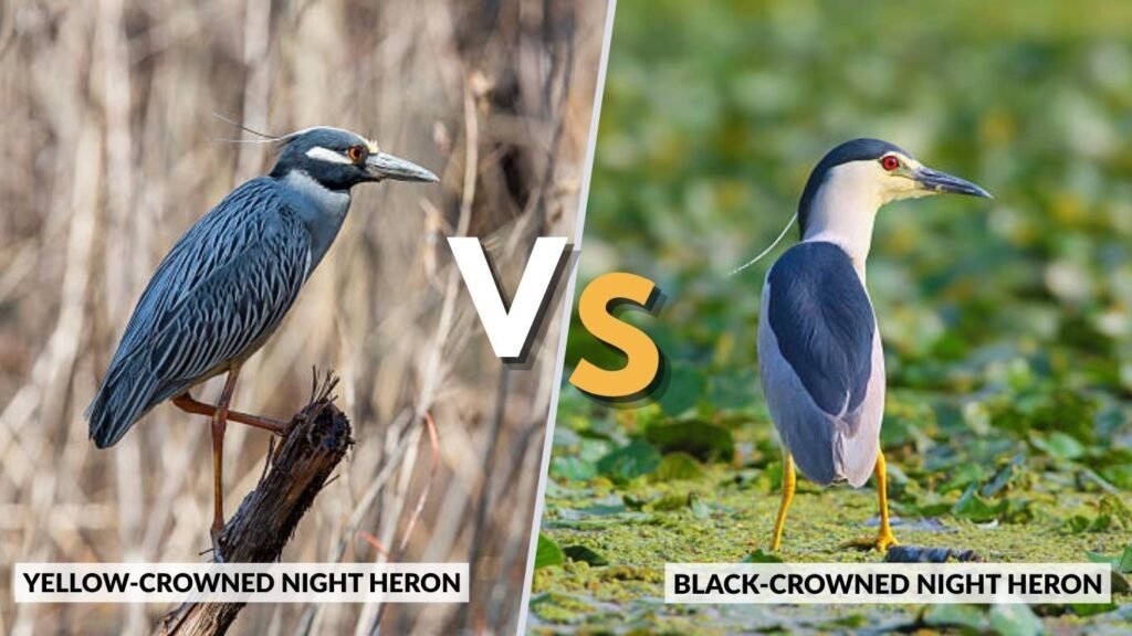 Yellow-Crowned Night Heron vs Black-Crowned Night Heron