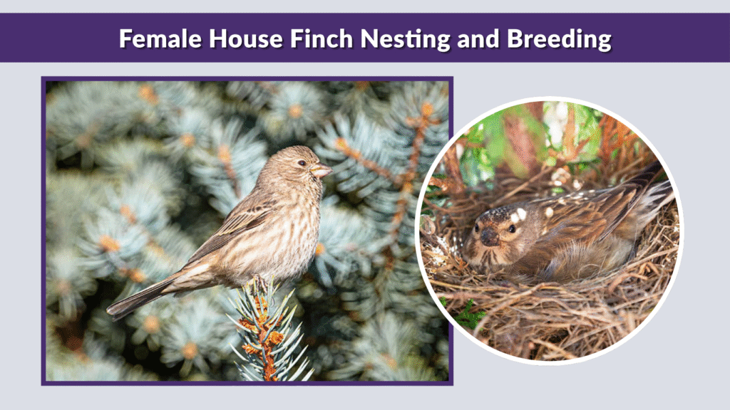 Female House Finch Nesting and Breeding