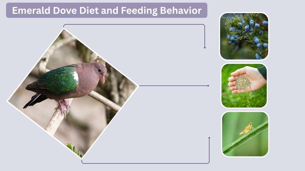 Emerald Dove Diet and Feeding Behavior