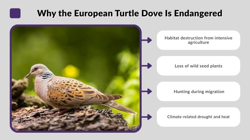 Why the European Turtle Dove Is Endangered