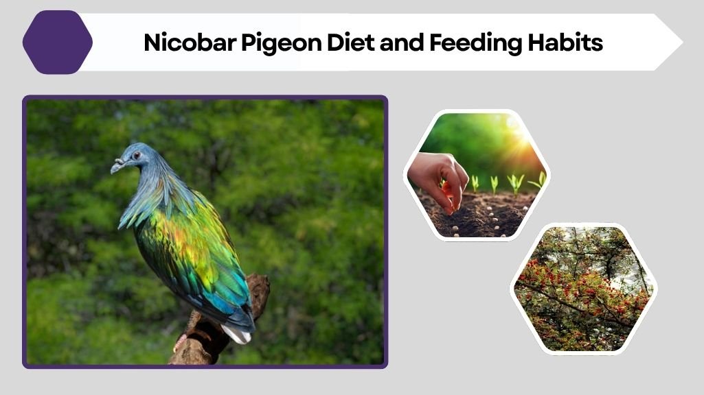 Nicobar Pigeon Diet and Feeding Habits