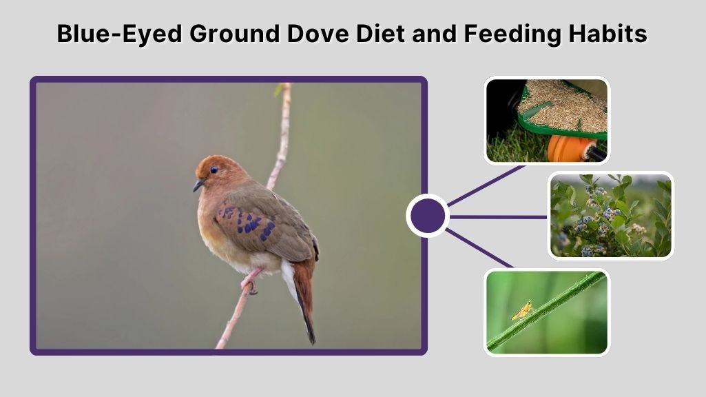 Blue-Eyed Ground Dove Diet and Feeding Habits