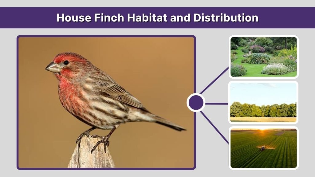 House Finch Habitat and Distribution