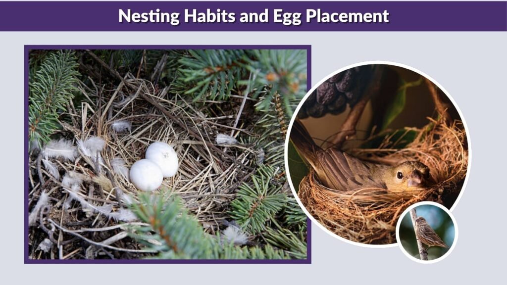 Nesting Habits and Egg Placement