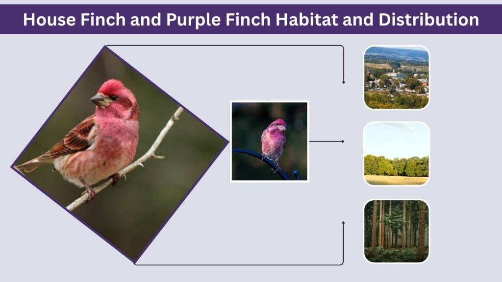 House Finch and Purple Finch Habitat and Distribution
