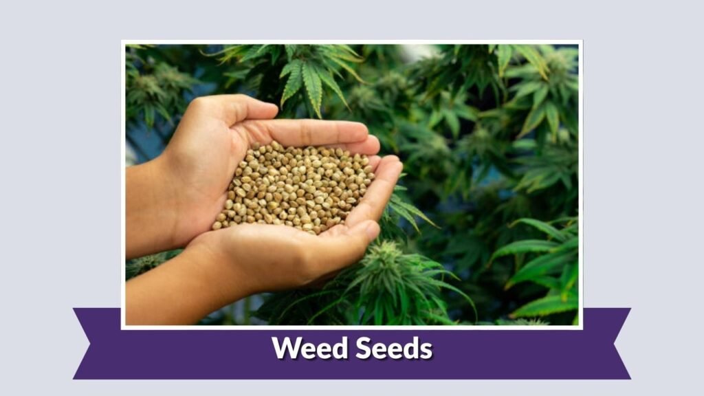Weed Seeds
