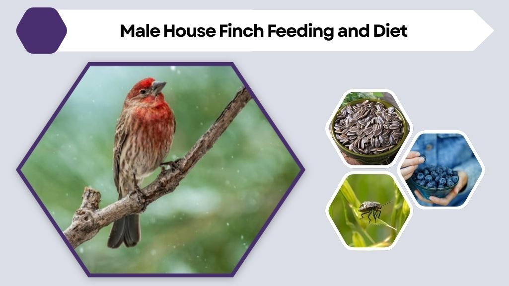 Male House Finch Feeding and Diet