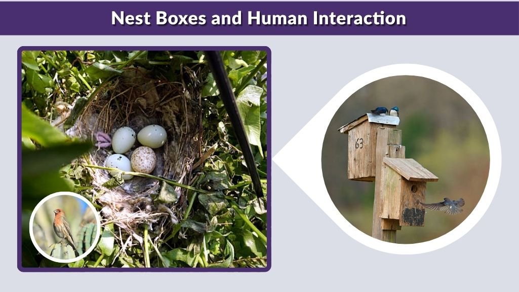 Nest Boxes and Human Interaction