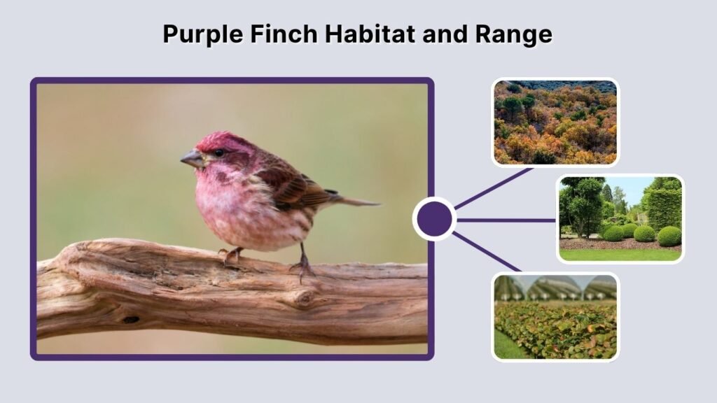 Purple Finch Habitat and Range