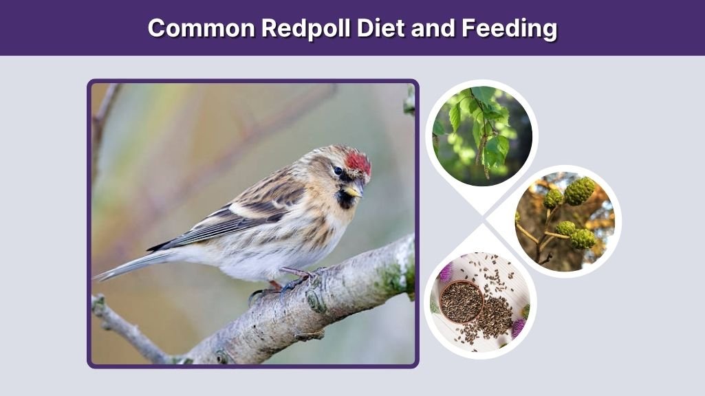 Common Redpoll Diet and Feeding