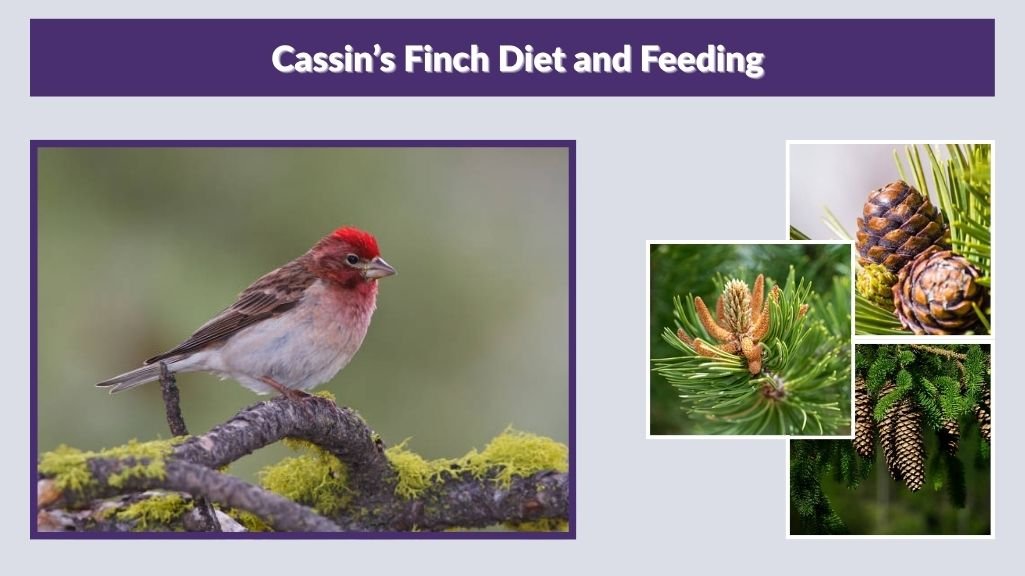 Cassin’s Finch Diet and Feeding