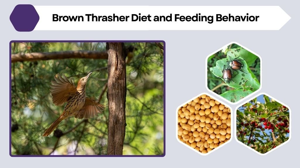 Brown Thrasher Diet and Feeding Behavior