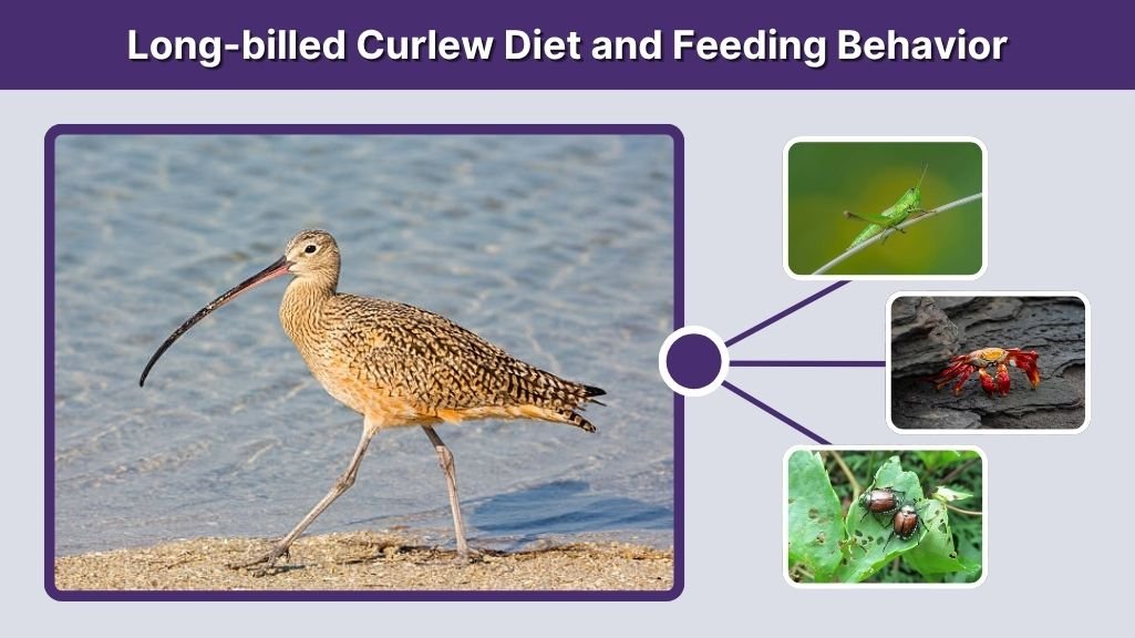 Long-billed Curlew Diet and Feeding Behavior