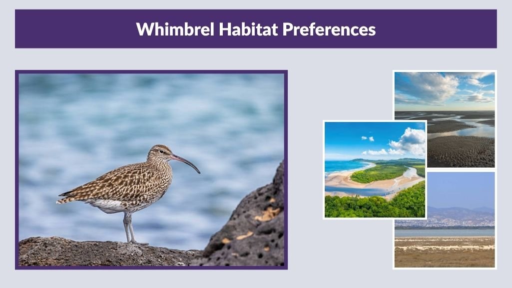 Whimbrel Habitat Preferences