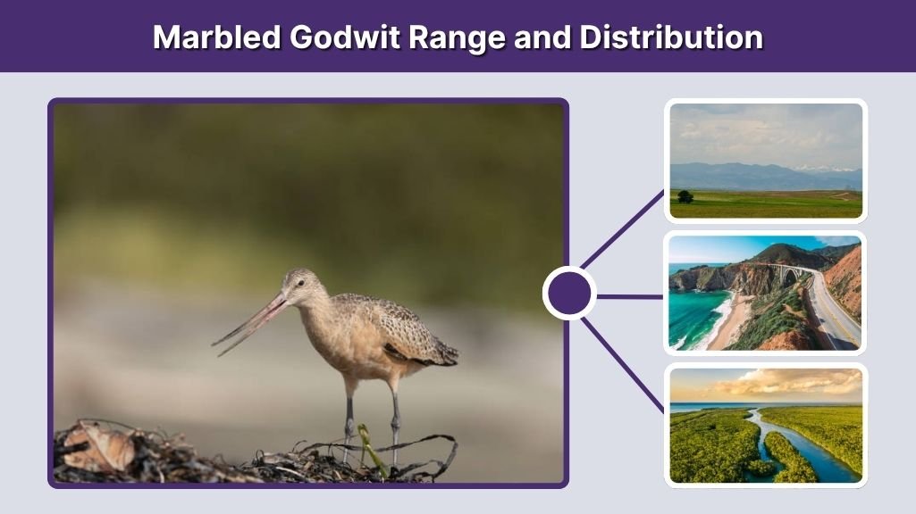 Marbled Godwit Range and Distribution