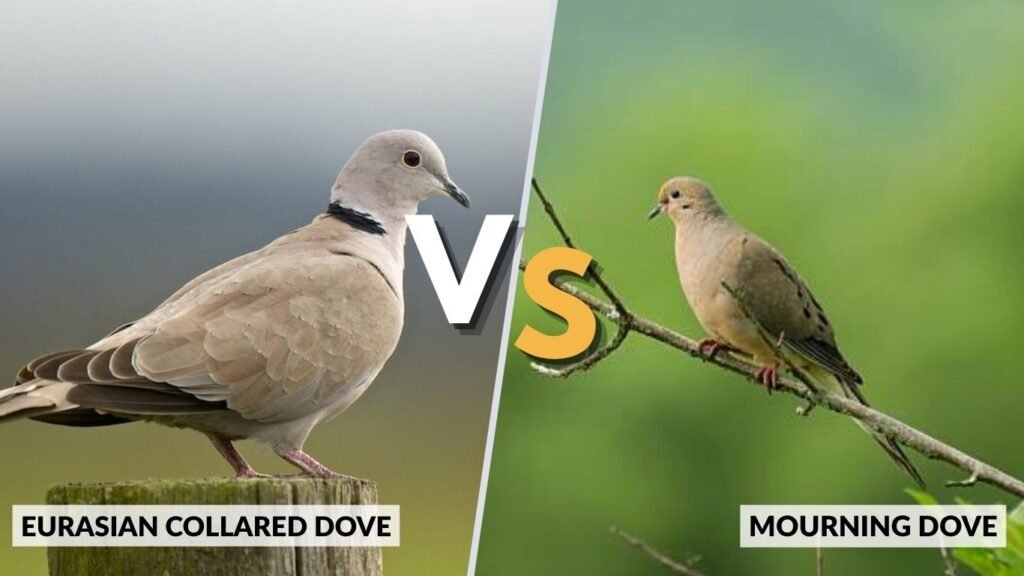 Eurasian Collared Dove vs Mourning Dove