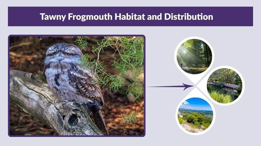 Tawny Frogmouth Habitat and Distribution